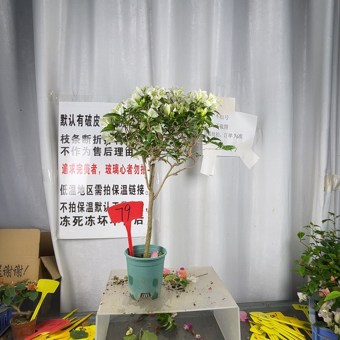 当前无花栽培后可以开花79白雪公主有破皮