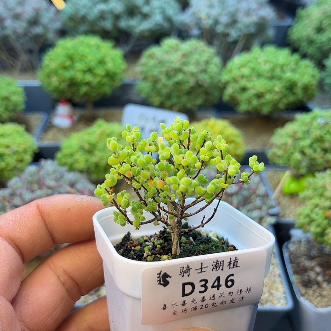 346实生白体莱斯多肉