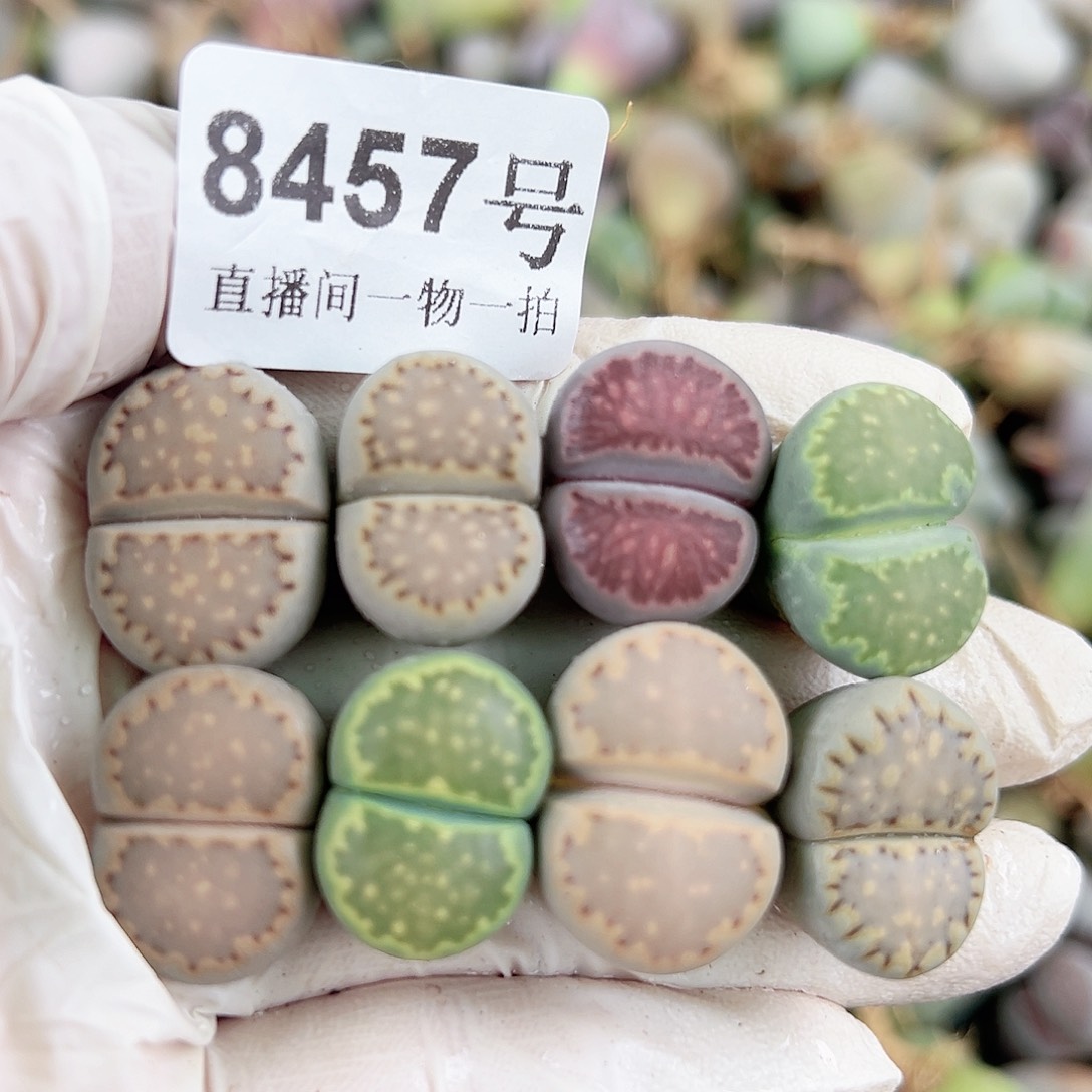 8457四年饼干8个2cm左右