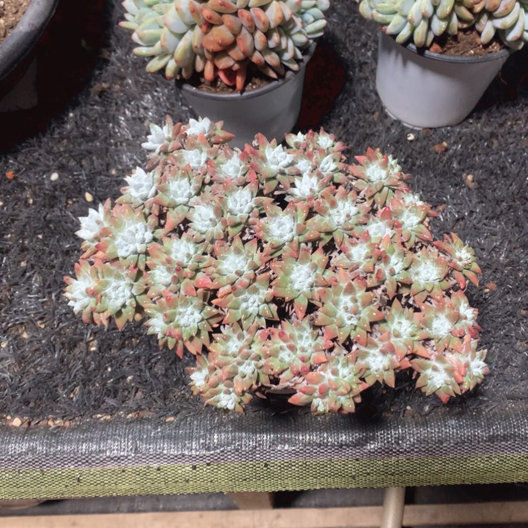 多肉植物白菊多肉