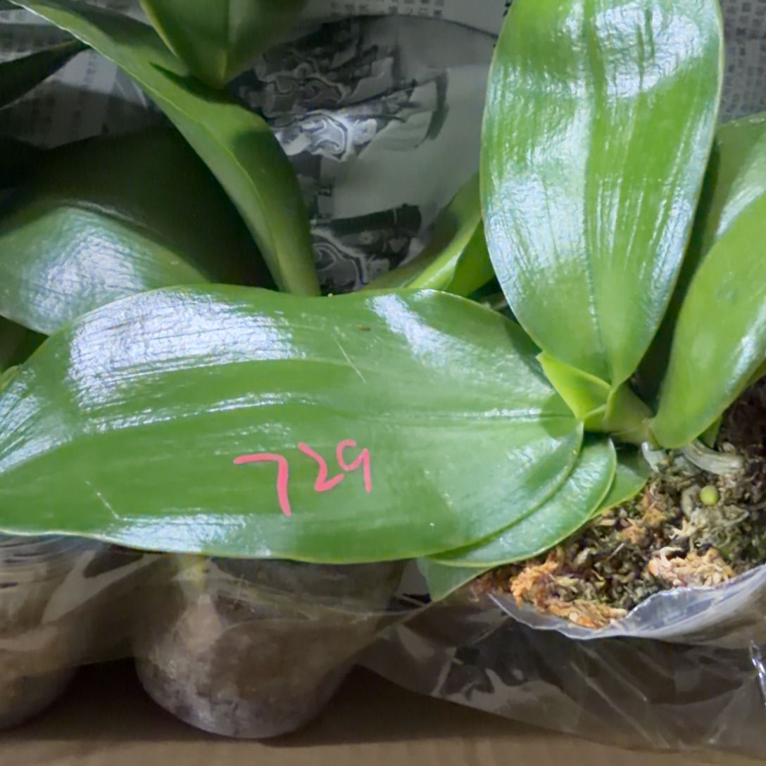 无花朵原生729 2.8寸苗