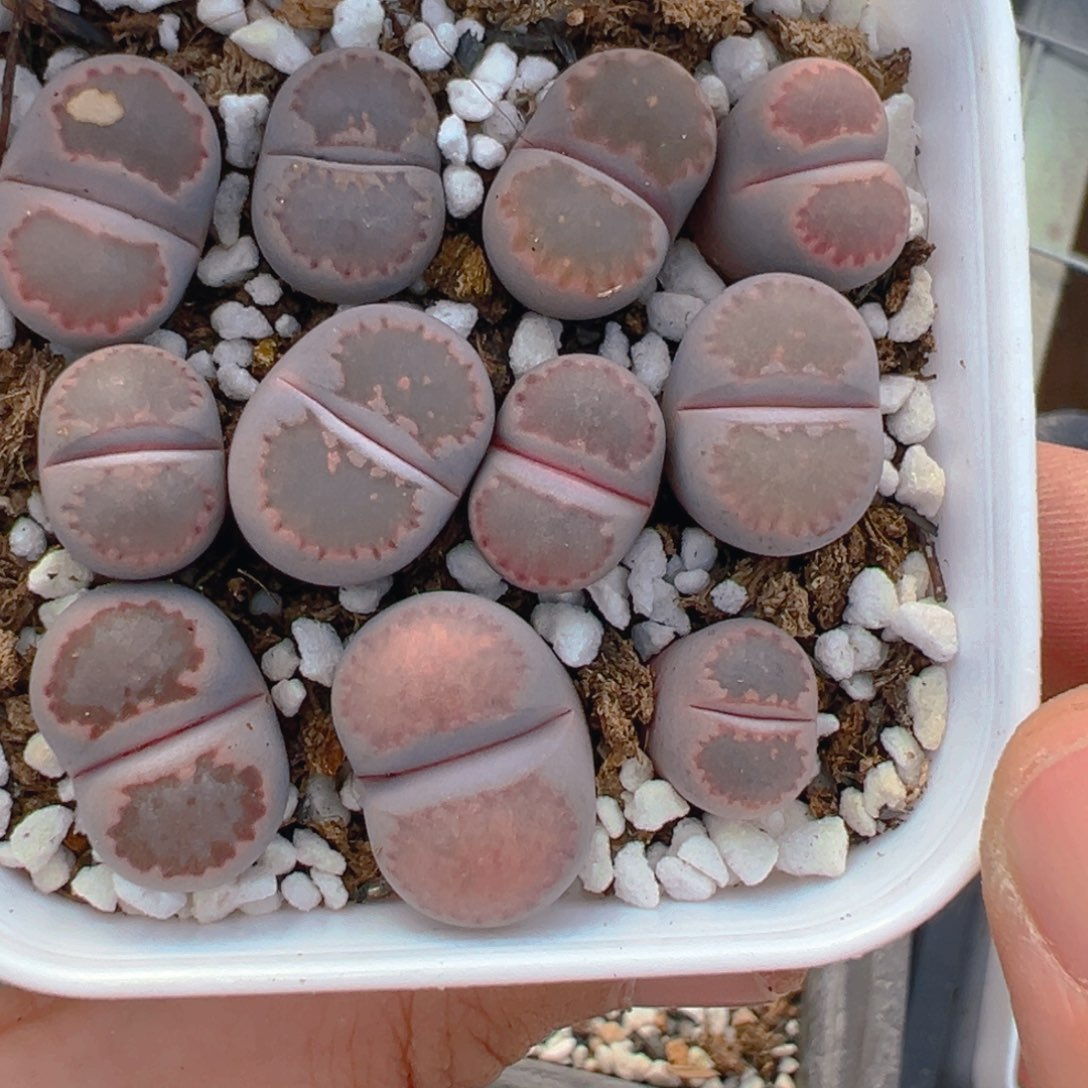 【闪购商品】381……