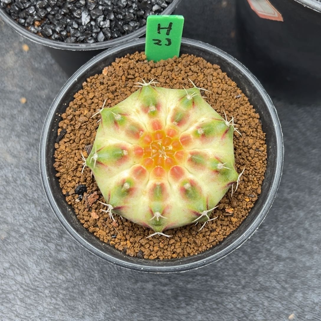 H23泰系轮回，带盆土发货