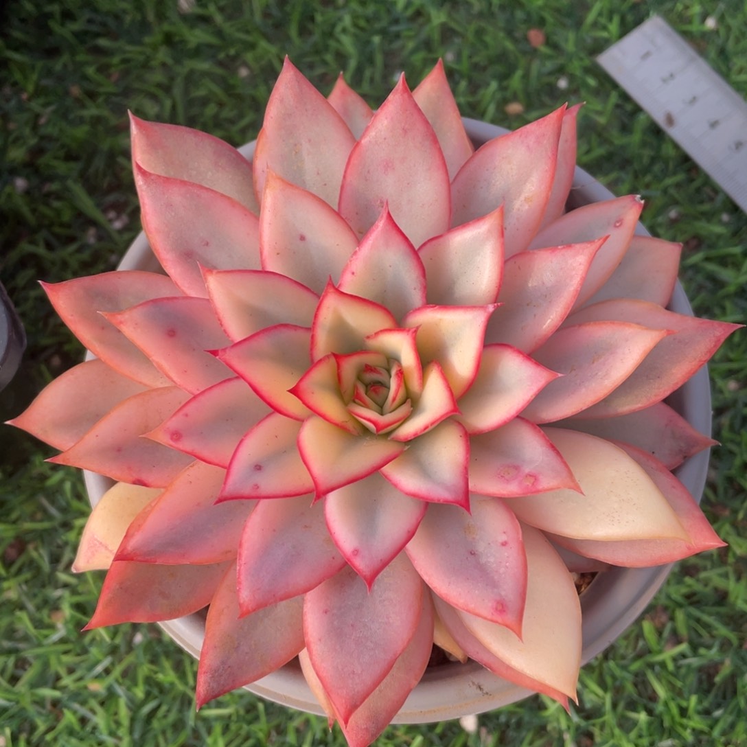 月光女神锦冠幅12 公分一物一拍