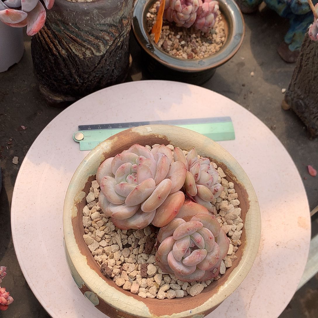 咸菜花花花花花花花