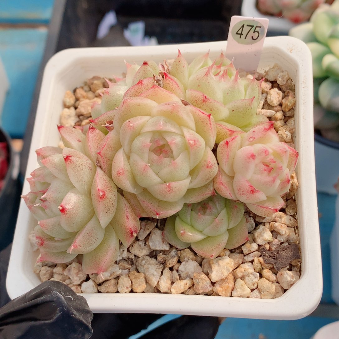 麦秆58包邮  群生不包整475