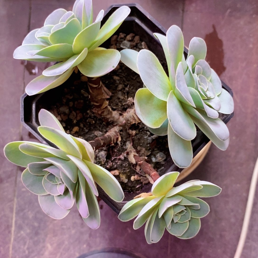 山地玫瑰下播福利一物一拍602