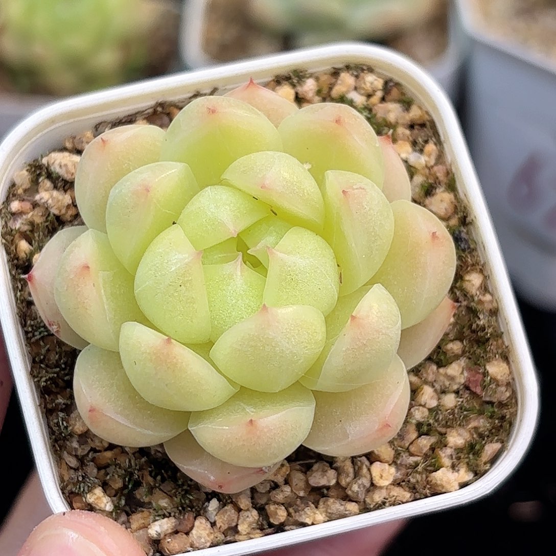 ?**Y65 脱土发 凑满12.8发货 新疆西藏内蒙不发货