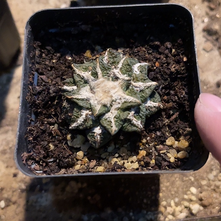 满38包邮2天凑单，脱土晾根发货多肉植物自根黑牡丹