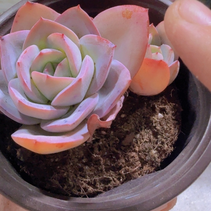 处理布鲁兰一颗福利