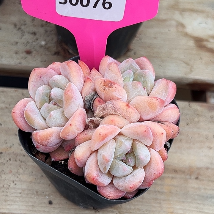 糖心       30076号