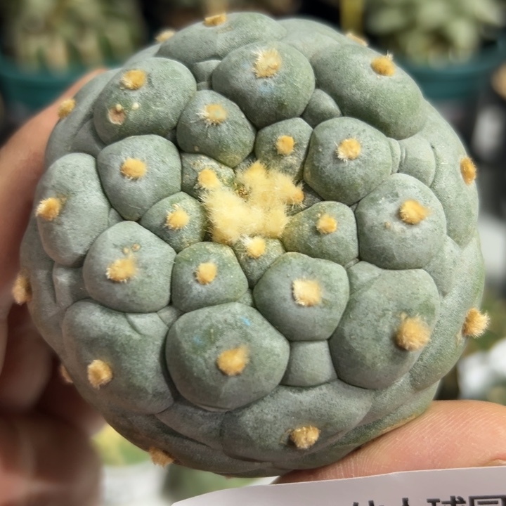 366可节后发货 可帮发根