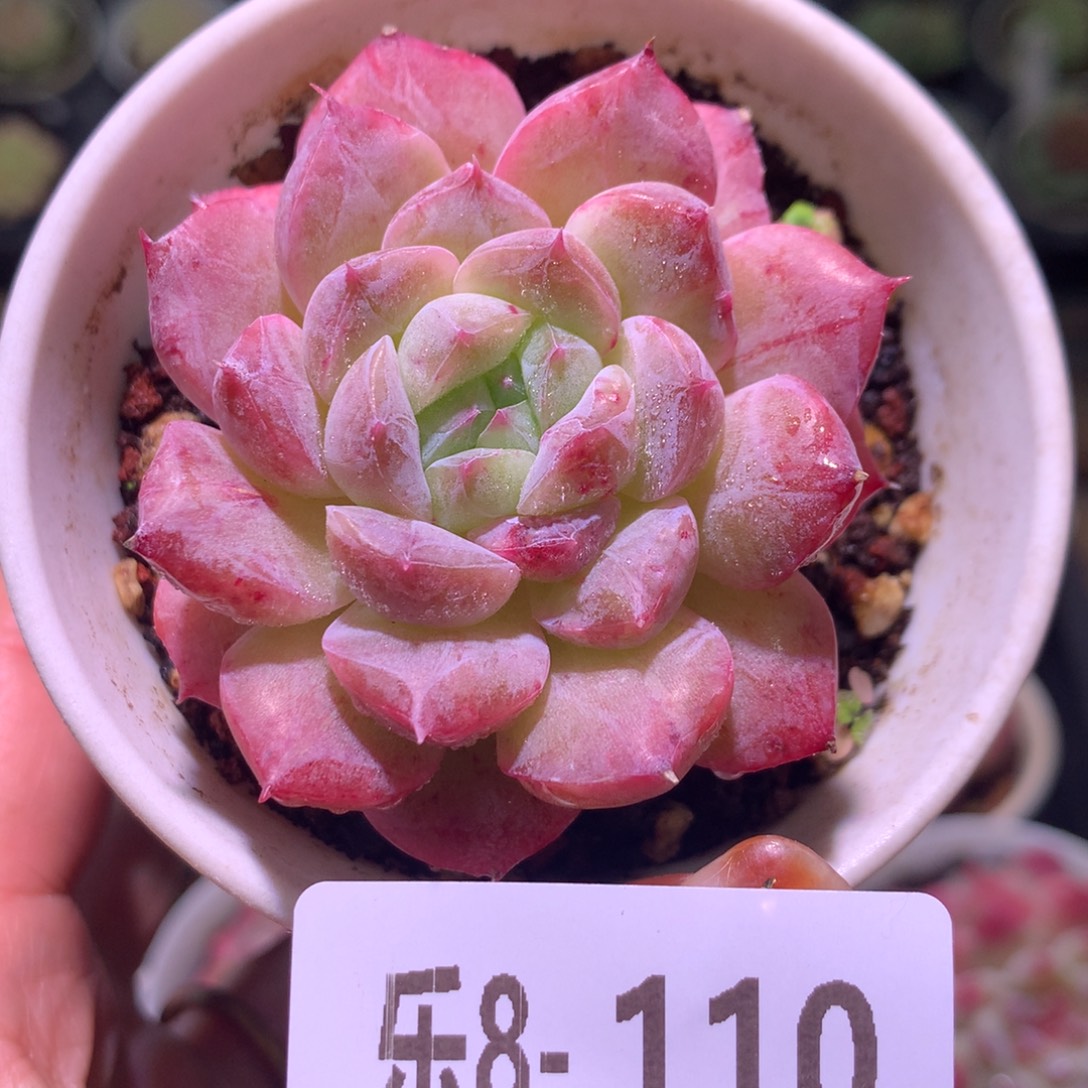 乐然 8-110 新品单头 