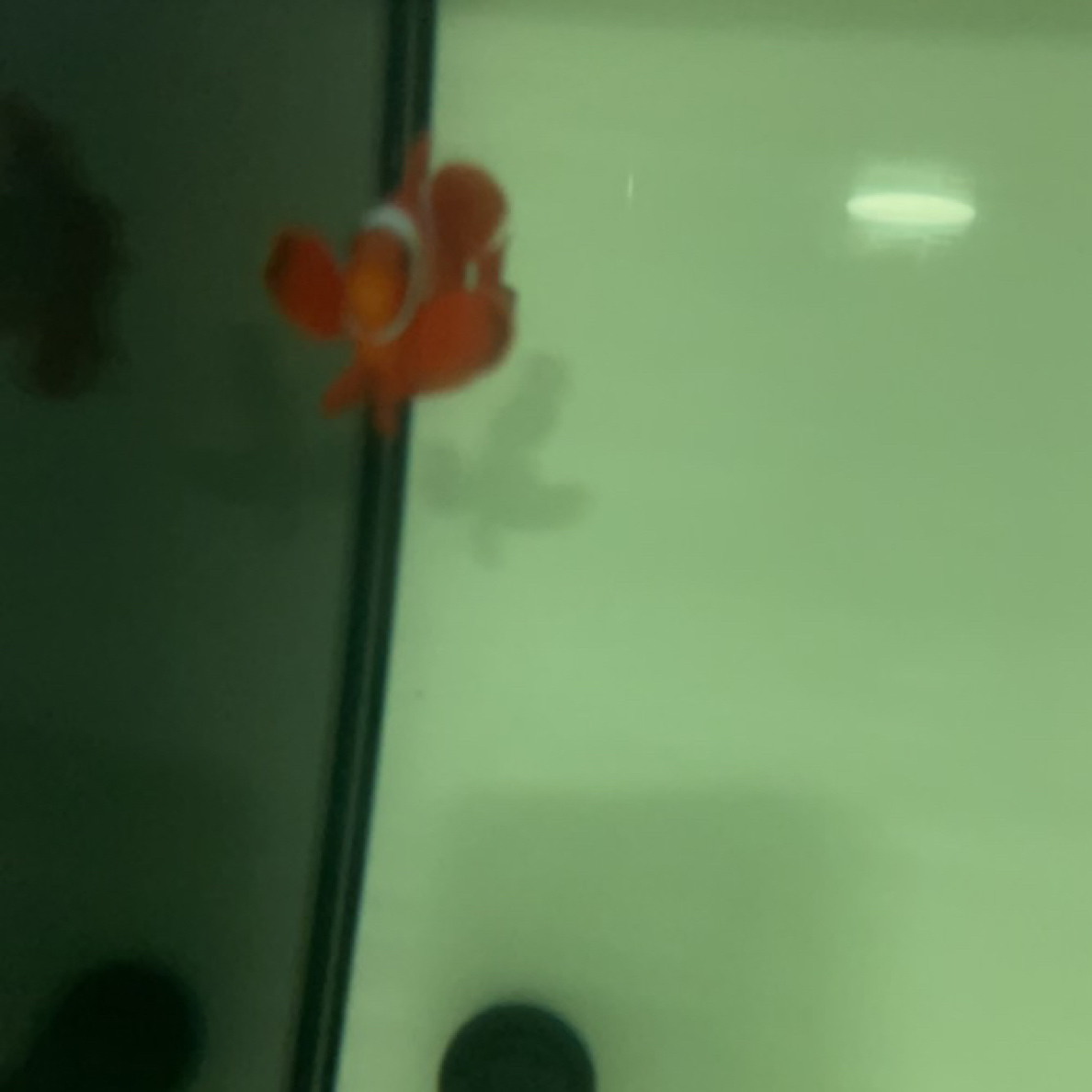 海水观赏鱼透红小丑鱼