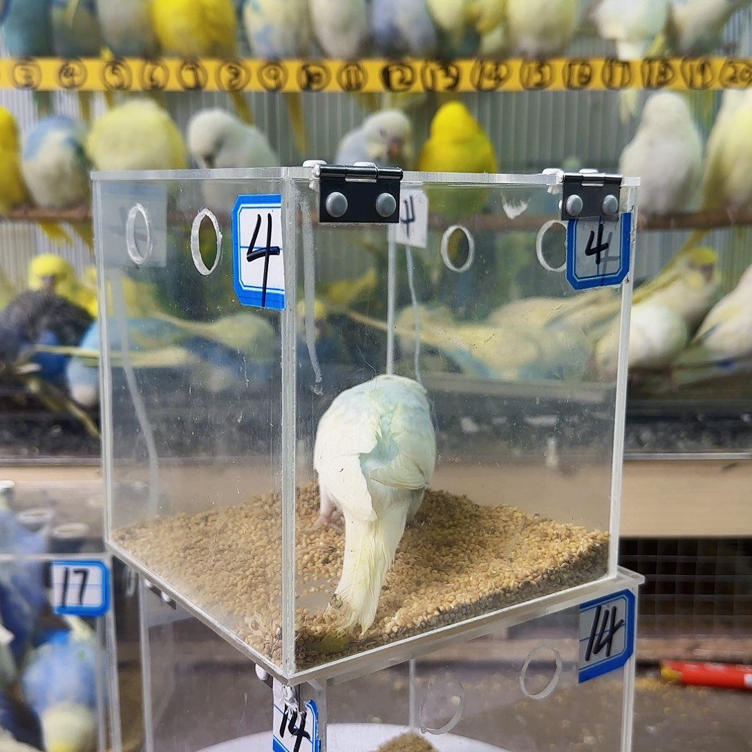 虎皮鹦鹉蓝白公的