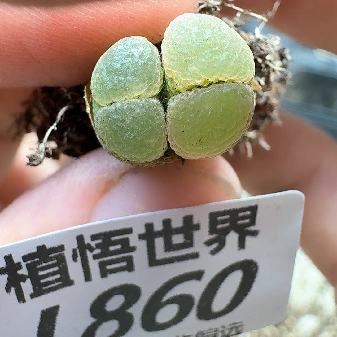 多肉植物的日子去df