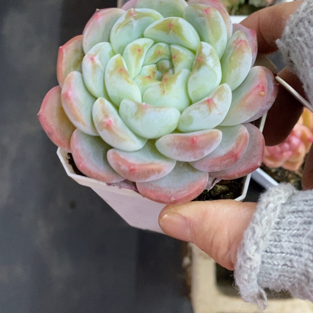 精品多肉一物一拍不包整156