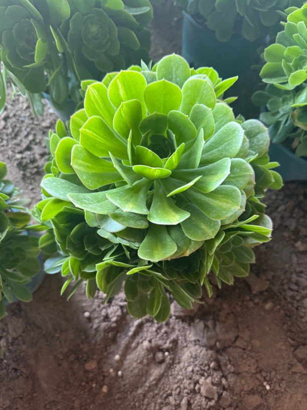 人间清醒高端精品法师(绿玫瑰)盆栽脱土发货