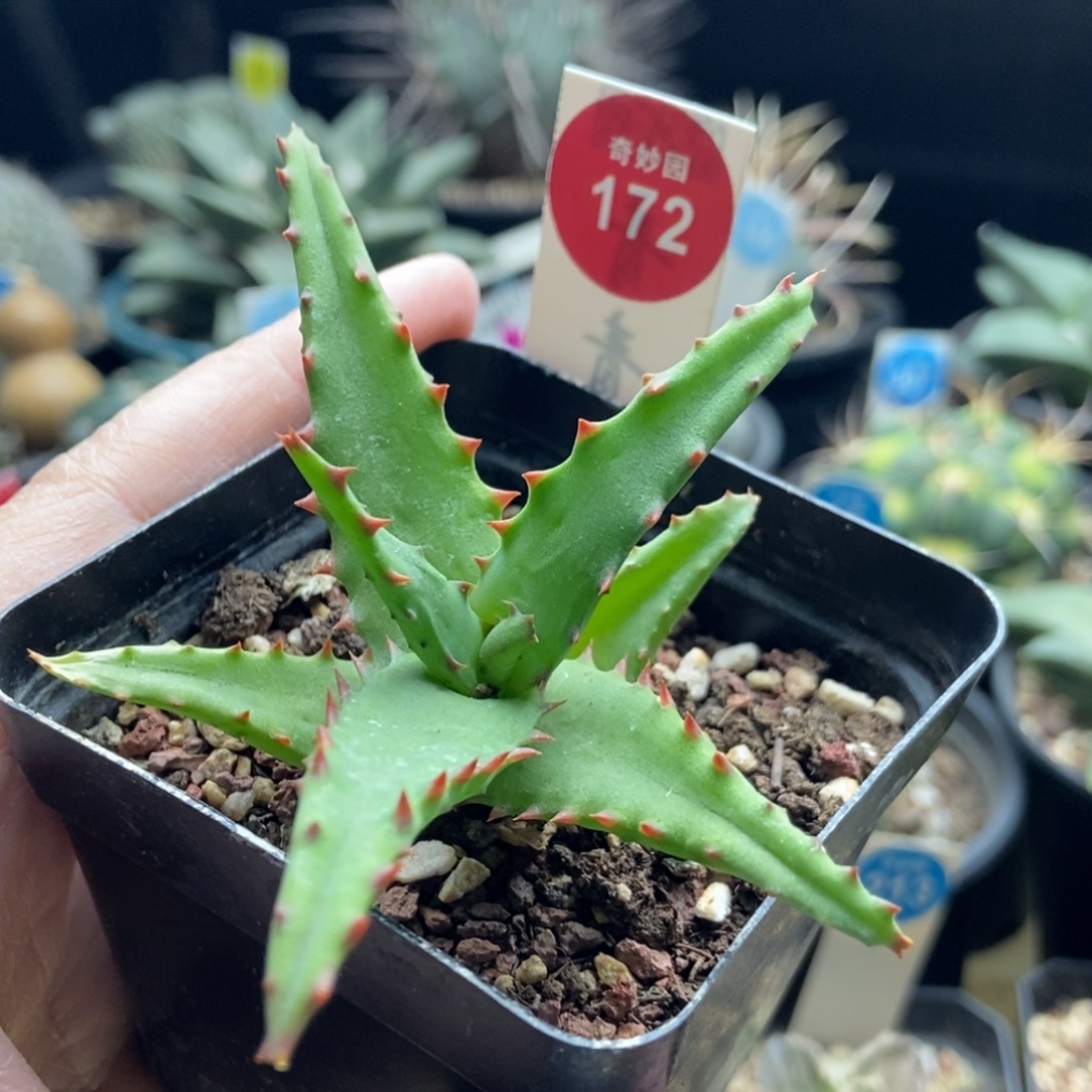 卡萨帝芦荟一棵仙人球