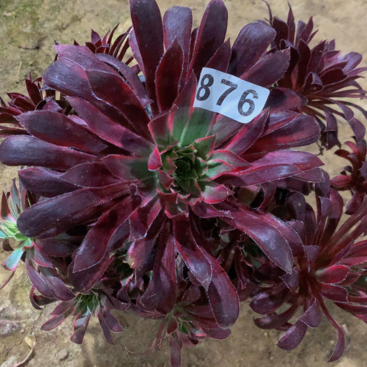 【闪购商品】胡*花876孔雀多肉