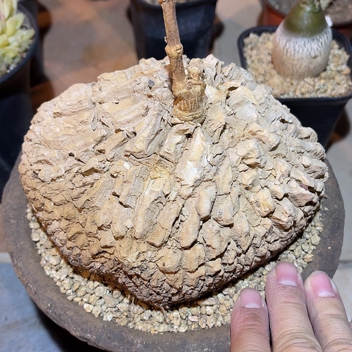 满38包邮2天凑单，脱土晾根发货多肉植物白皮龟甲罗摩