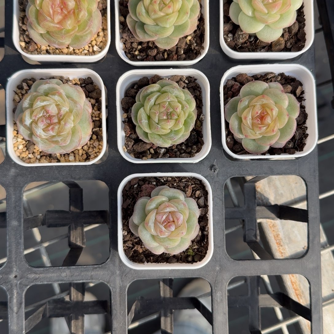 1212-051-30混一颗量拍多肉