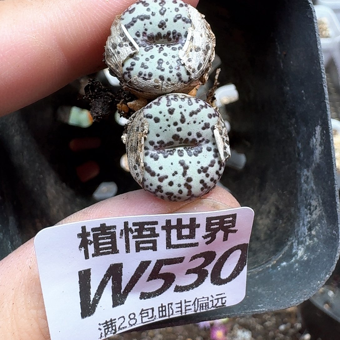 多肉植物的人生额分