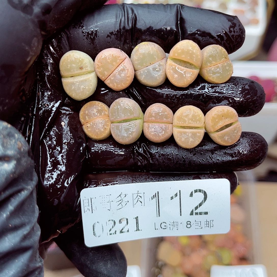 郎哥多肉生石花21-112