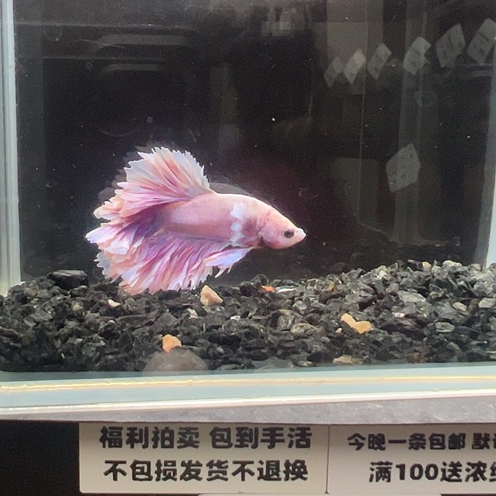 斗鱼跑单拉黑23日58