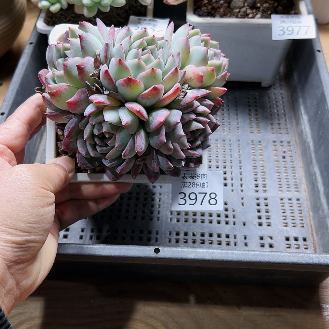 9号我们的确是一个3970