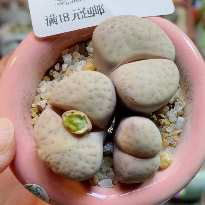 生石花喜干少浇水532