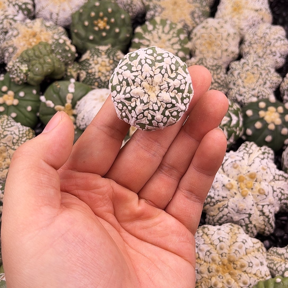 哈哈哈哈哈哈ｖ兜兜兜