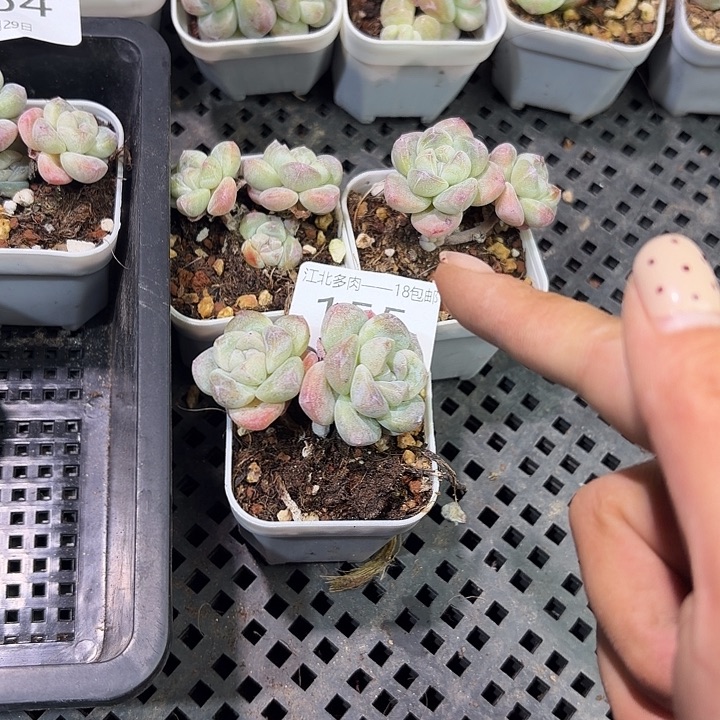 155 153号到手1框一物一拍