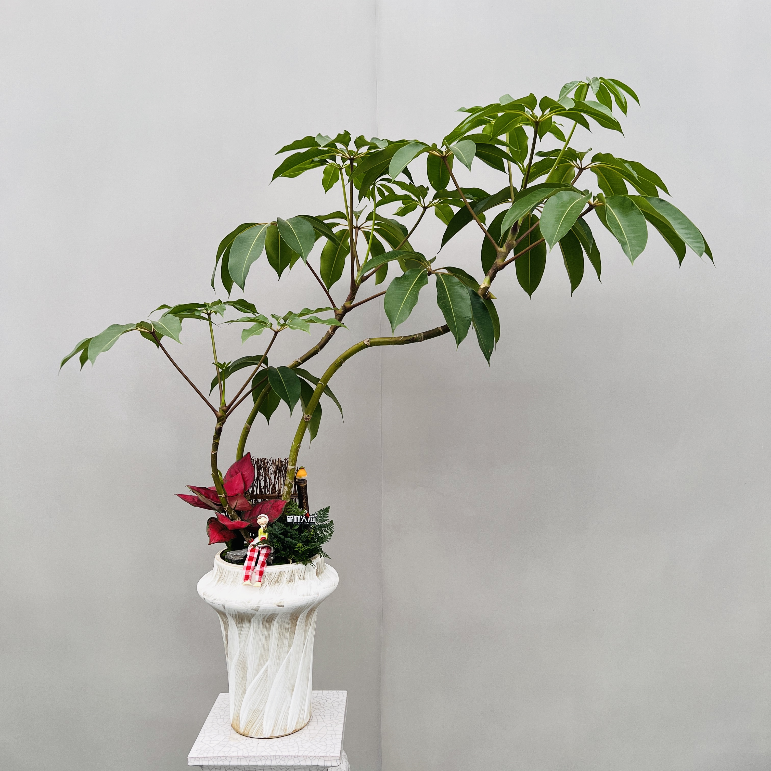 保罗网红植物造型大绿植艺术盆栽室内耐阴好养组合盆栽八方来财