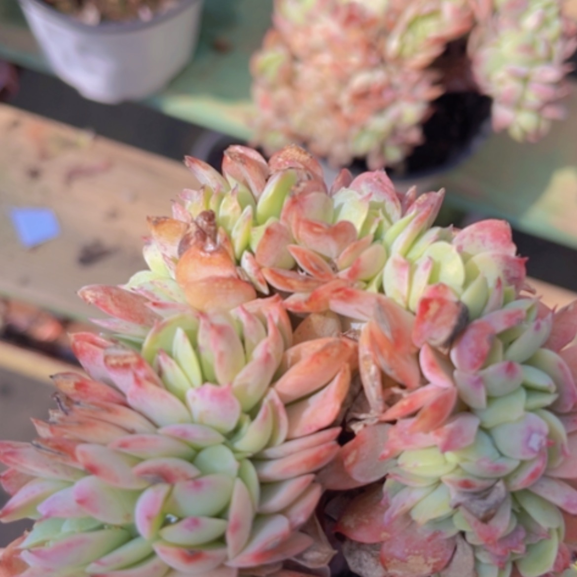 【闪购商品】碧桃缀1986