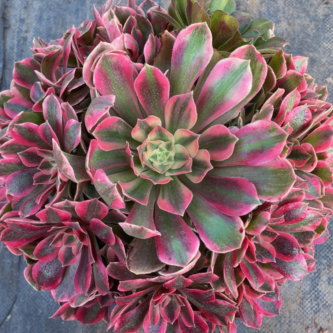 318红粉佳人精品法师老桩