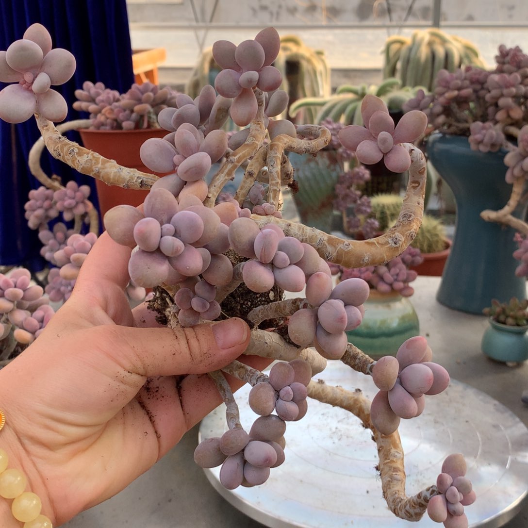 桃蛋老桩两颗瑕疵不包售后13号