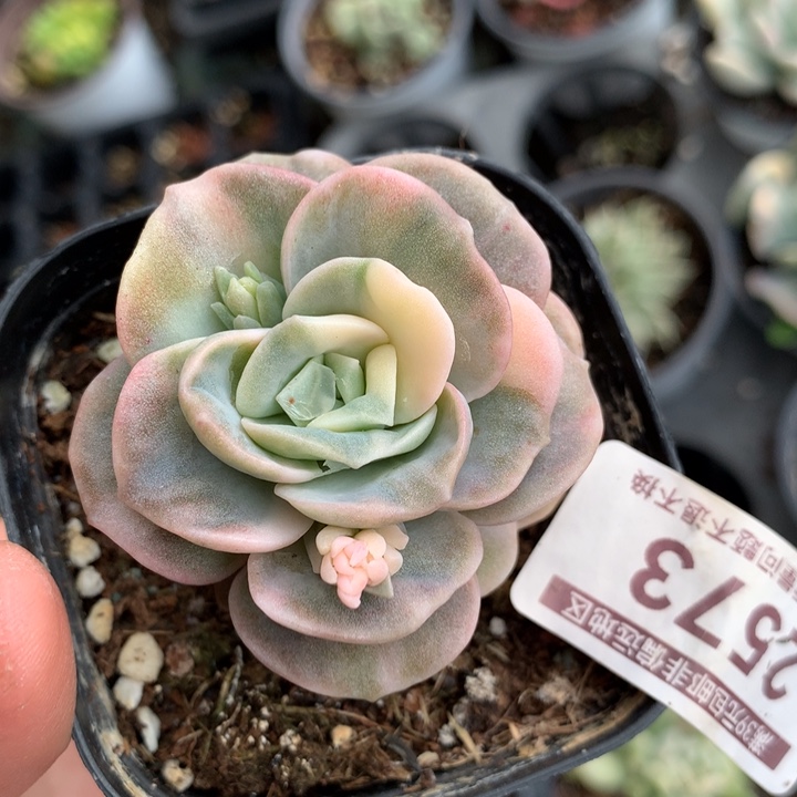 可爱玫瑰多肉植物