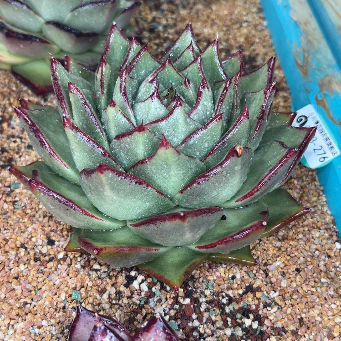 多肉一物一拍0203-276