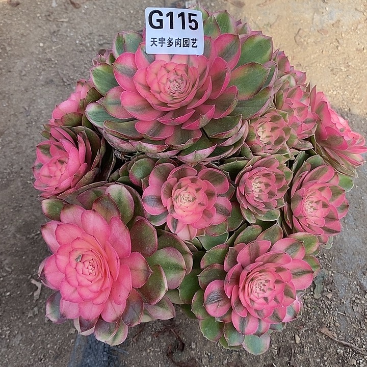 多肉植物荔枝115多肉