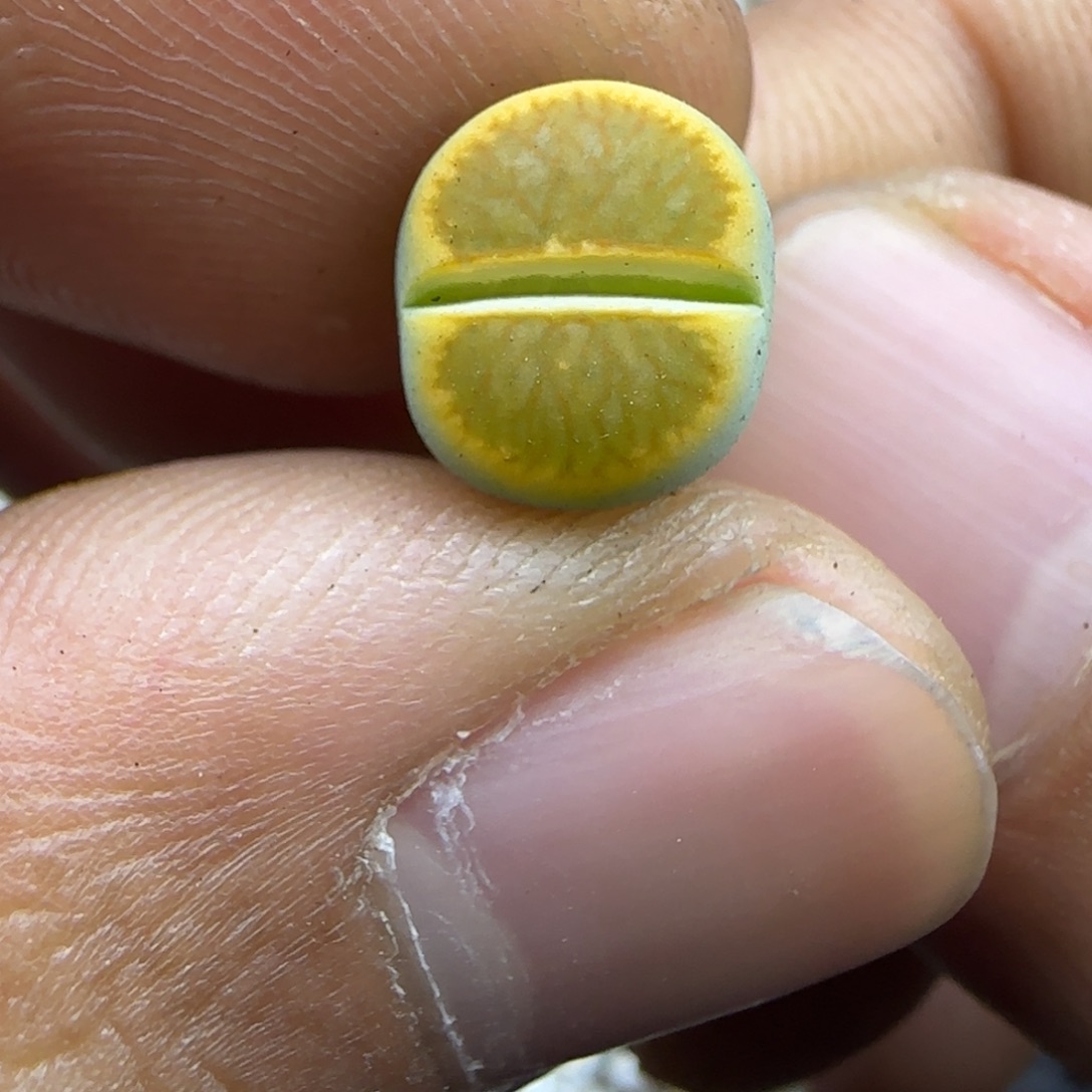 600 生石花大棚直播