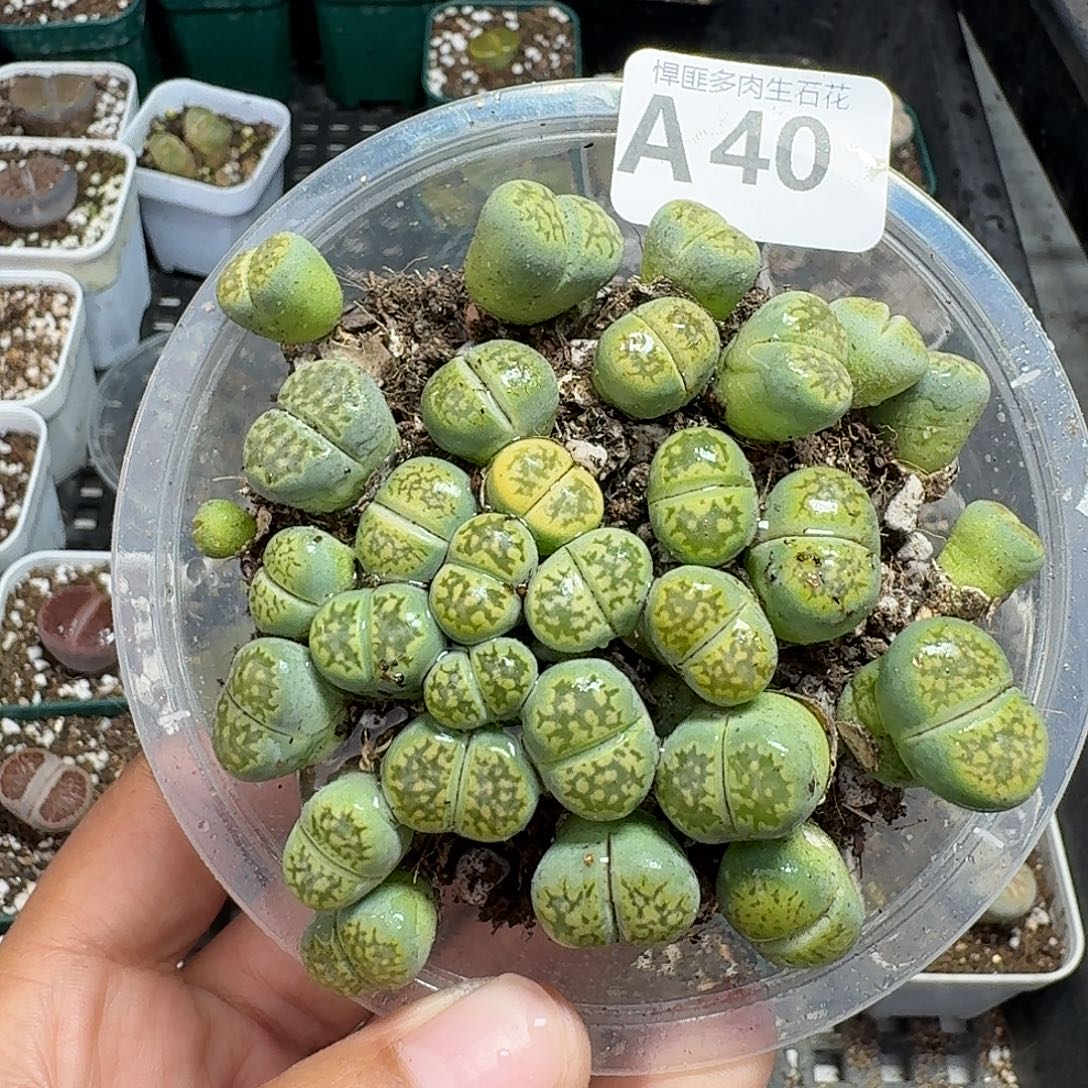 40多肉植物多肉植物