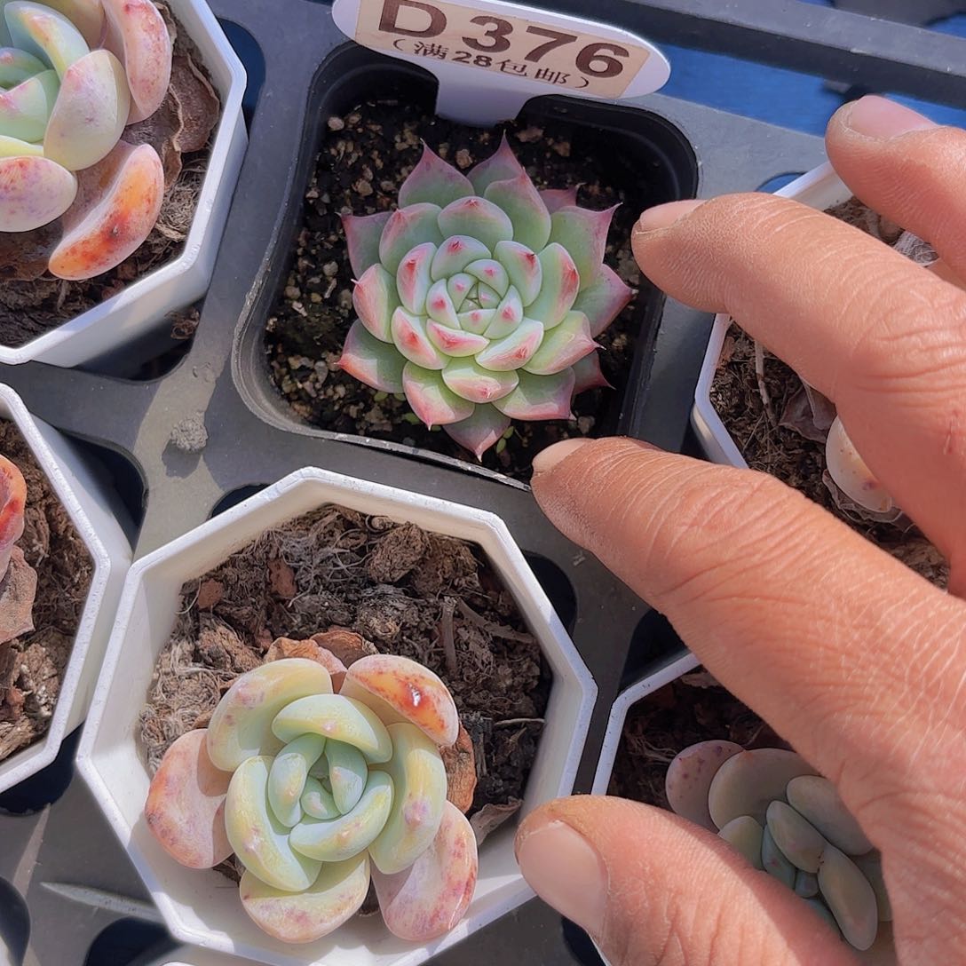 D376吉娃娃一物一拍