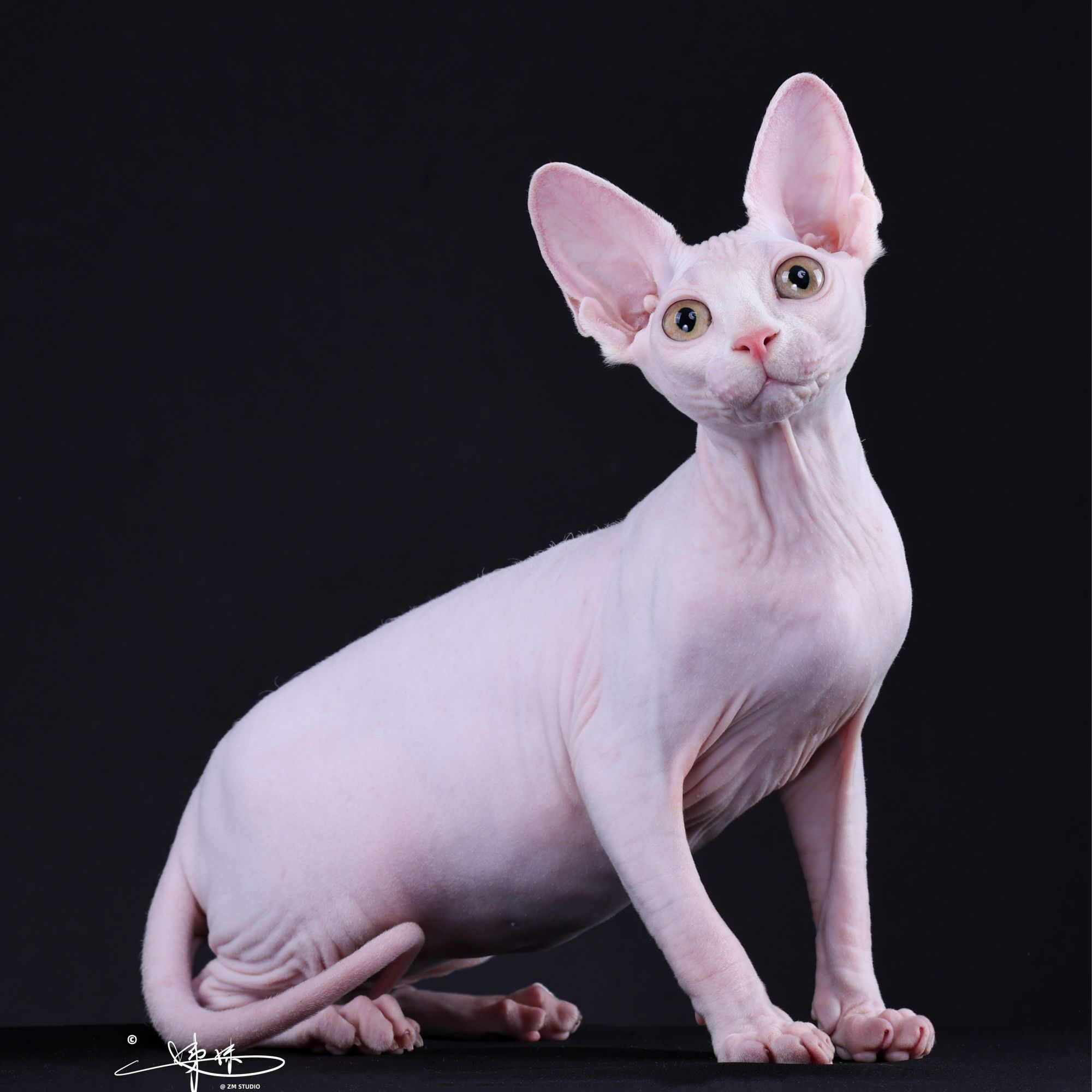 来了姊妹-白色无毛猫 弟弟 26