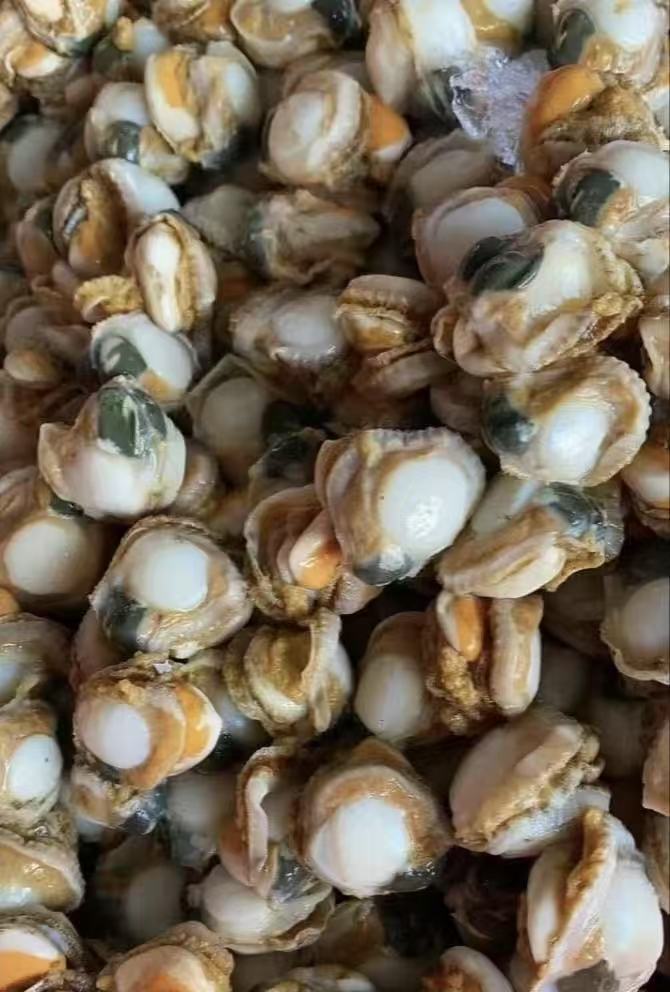 【渔仔生鲜】美味湛江扇贝肉