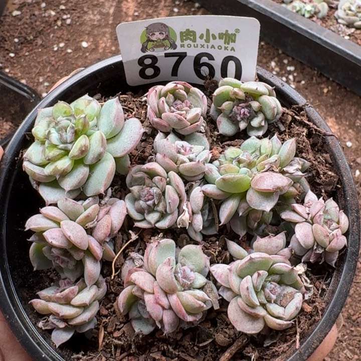 当前无花朵，栽培后可花朵多肉植物多肉植物