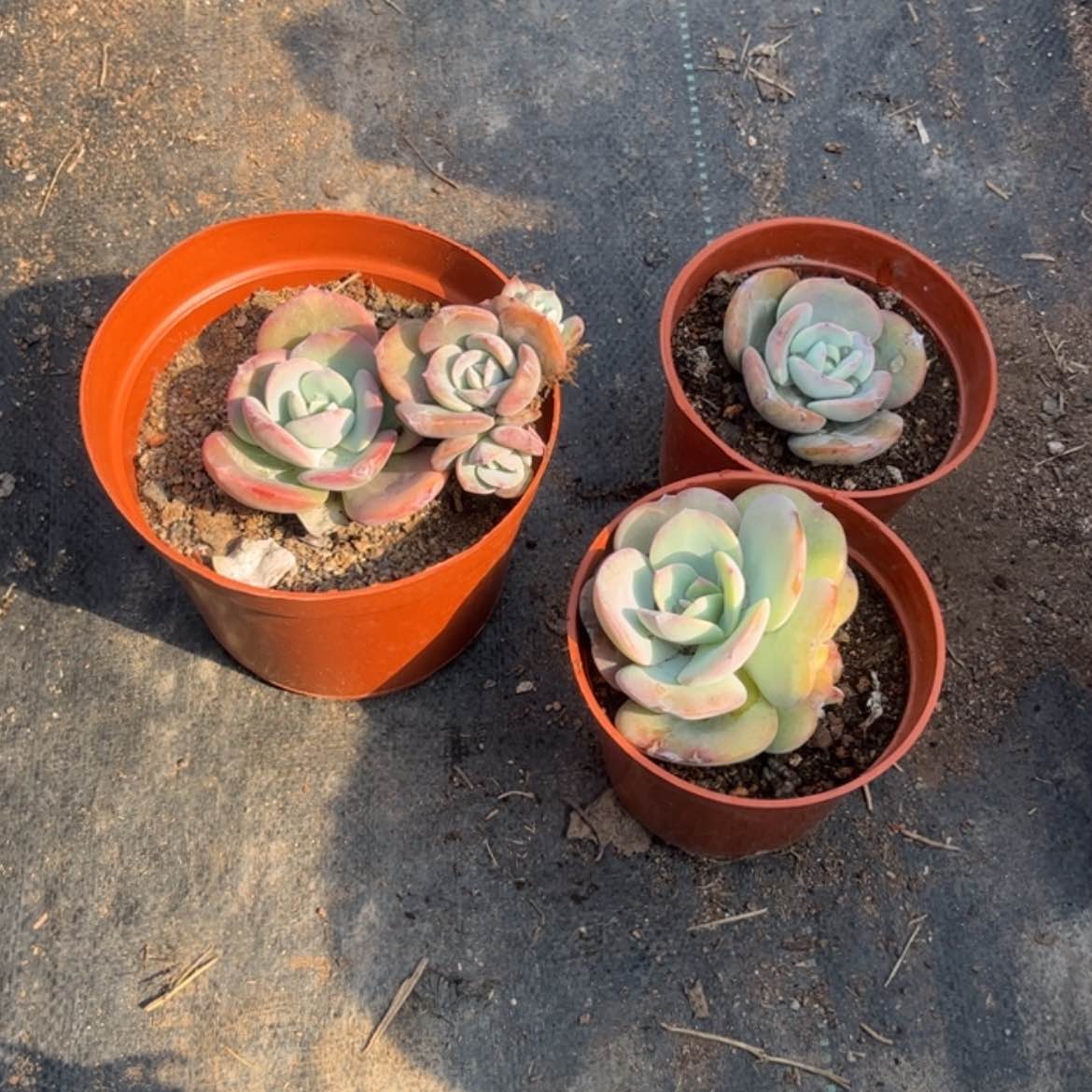 【闪购商品】无花朵灯*鱼