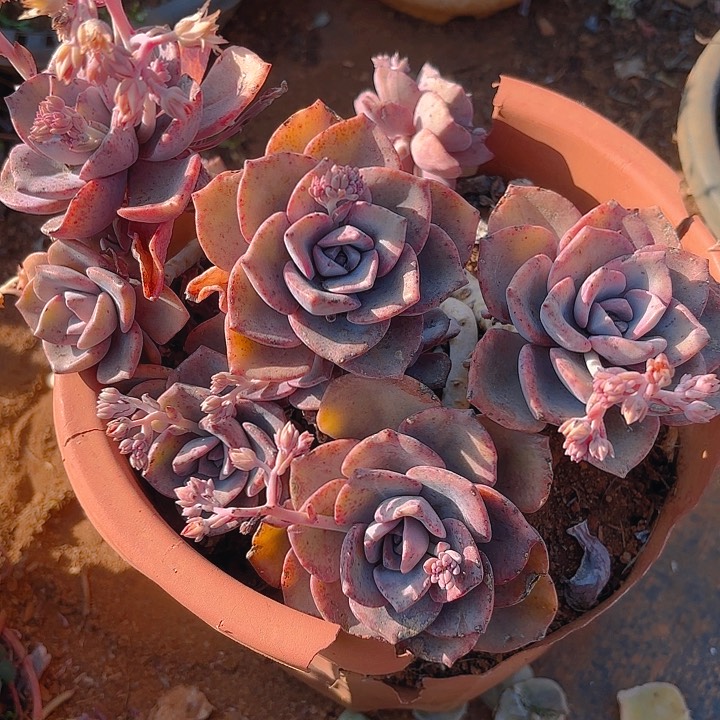 多肉植物。。。。。。。。。。。。。。。。。