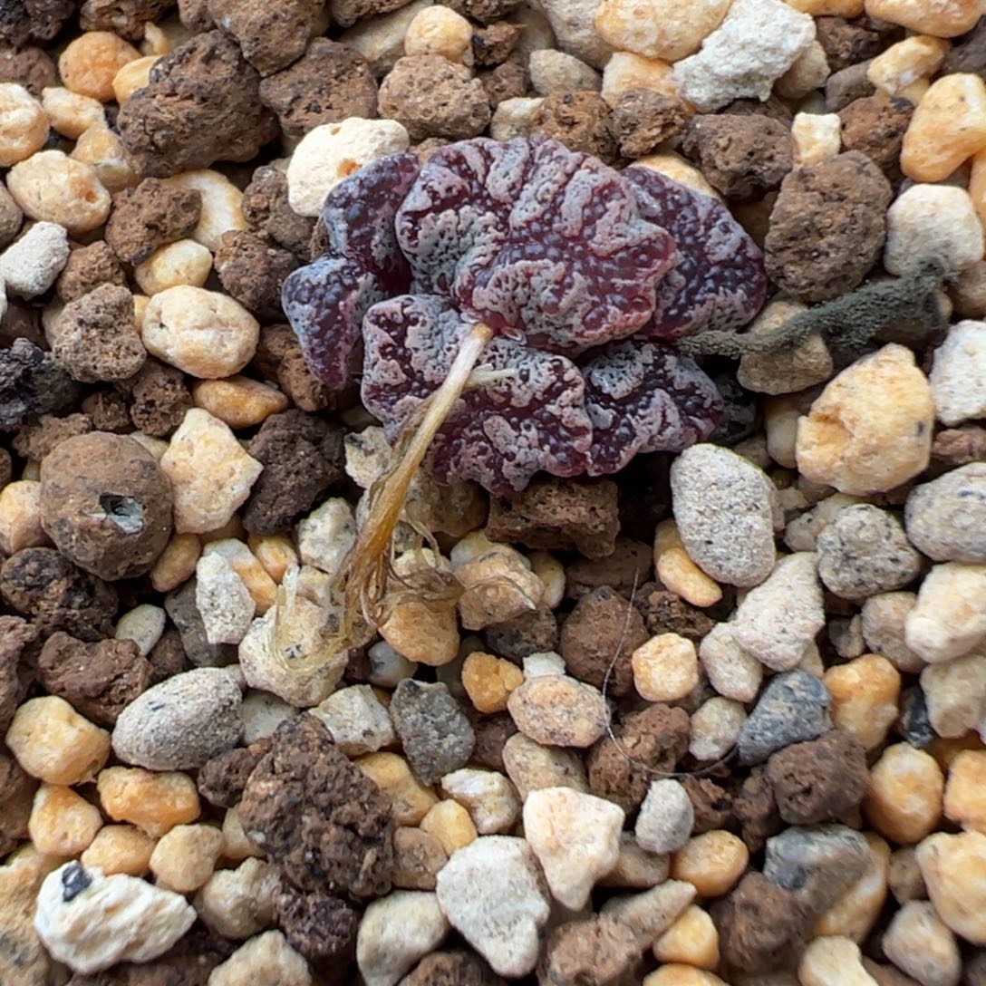 28-120肉锥多肉植物