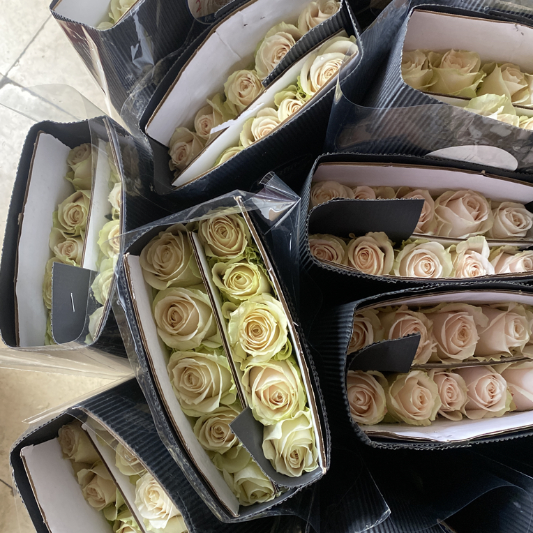 (20把起发货)迪瑞特粉白雪山单头玫瑰20支(花店配货)